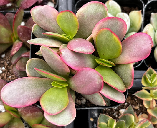 Crassula Platyphylla Pink Jade
