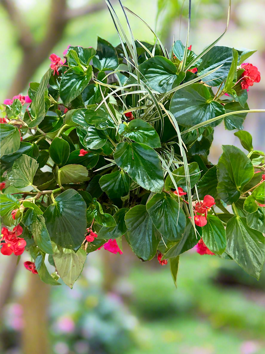 12” Coco Hanging Basket planted with live shade loving plants