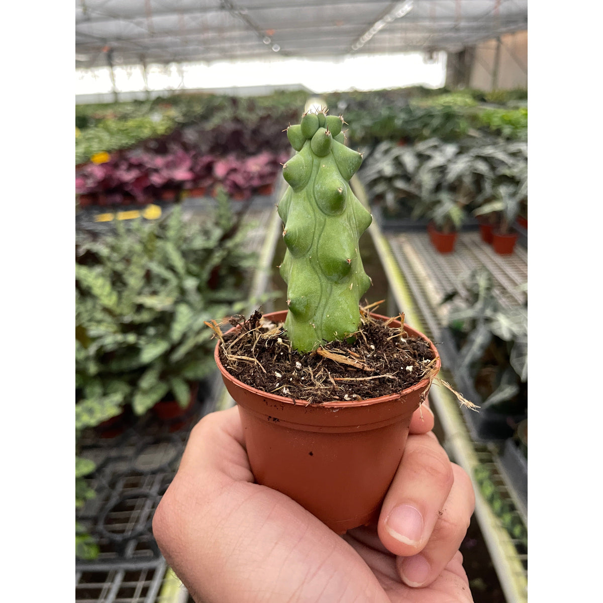 Boobie Cactus