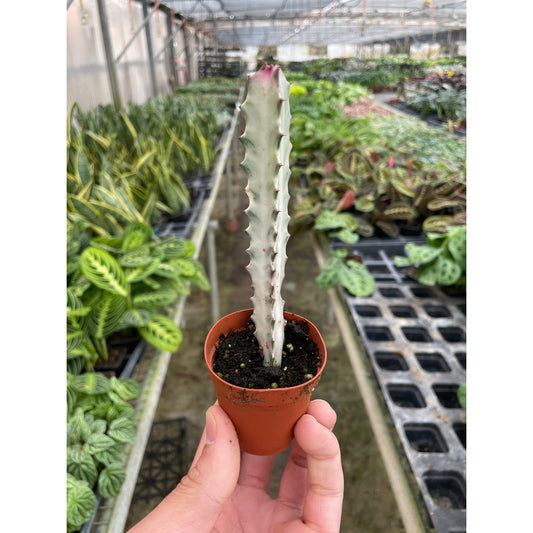 4" Succulent Euphorbia 'Dragon Bone'