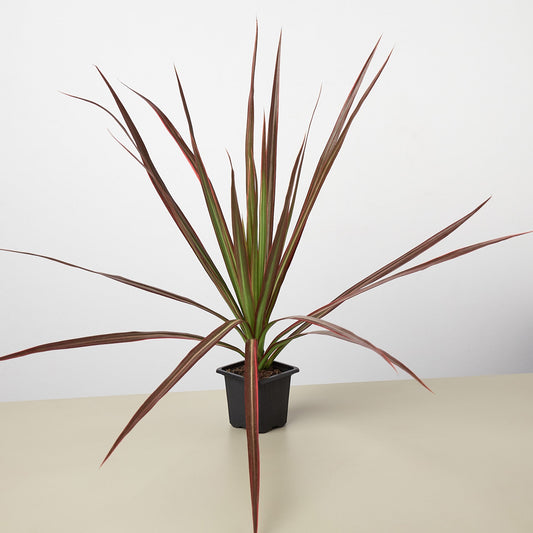Dracaena 'Colorama'