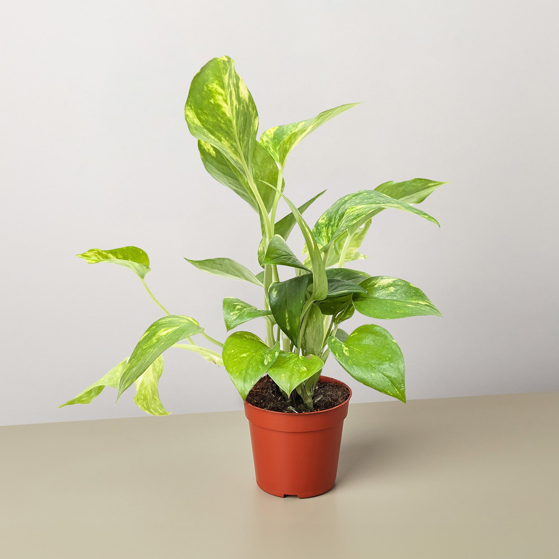 golden pothos cost Pothos Golden (Epipremnum aureum) 6 inch
