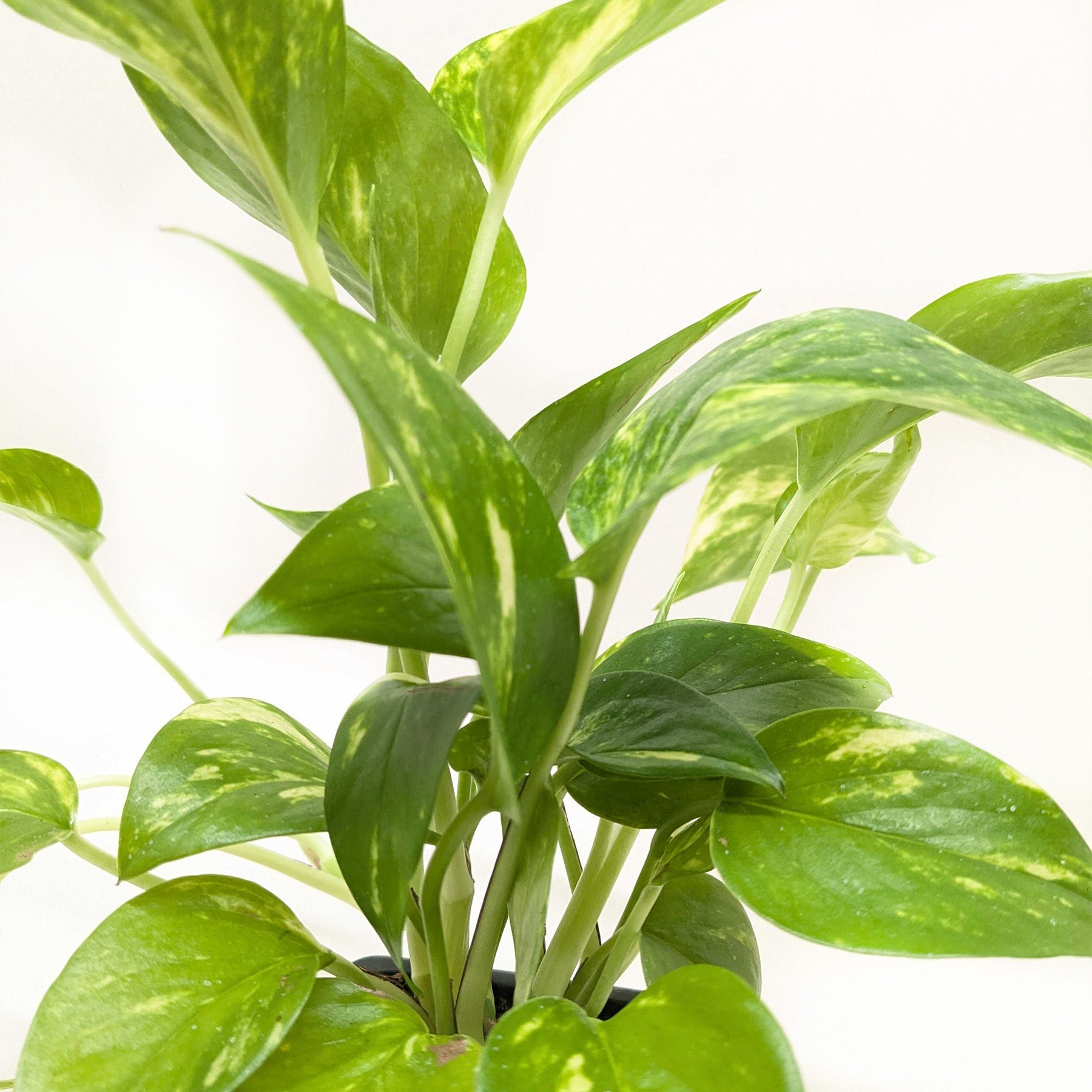 golden pothos cost Pothos Golden (Epipremnum aureum) 6 inch