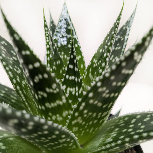 Succulent Gasteria Durban