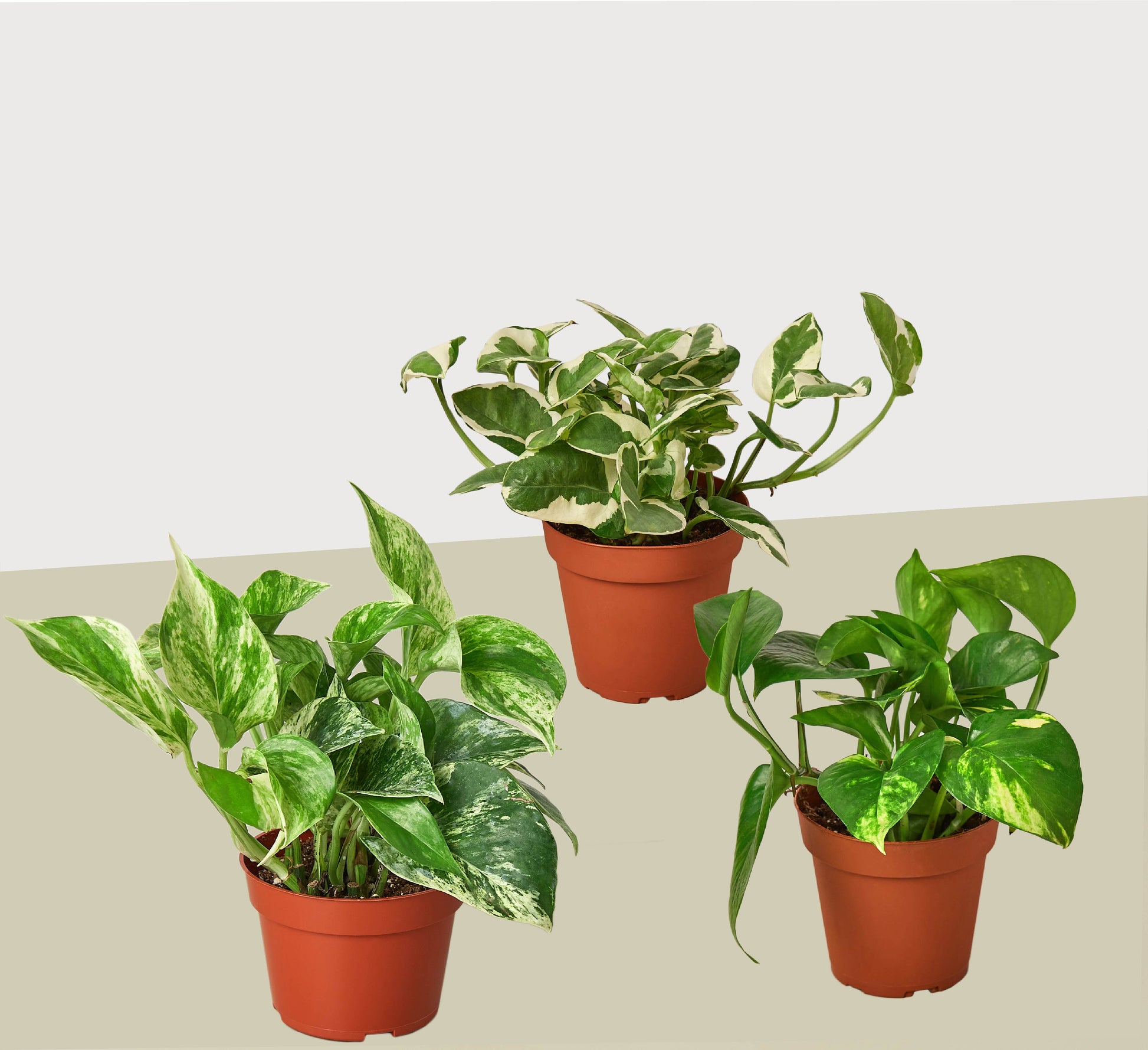 pothos plant live 3 Pothos Variety Pack / 4" Pot / Live Plant / Home and Garden Plants