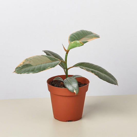 Ficus Elastica 'Ruby Pink'