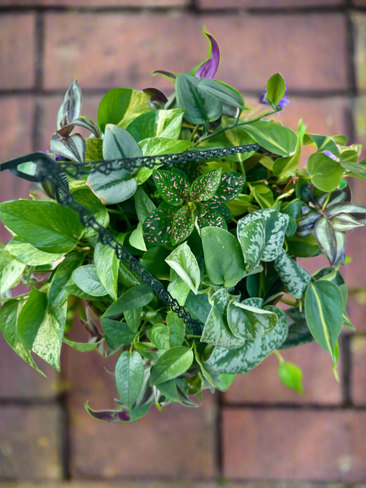12 inch coco hanging baskets planted with live rare vining plant material.