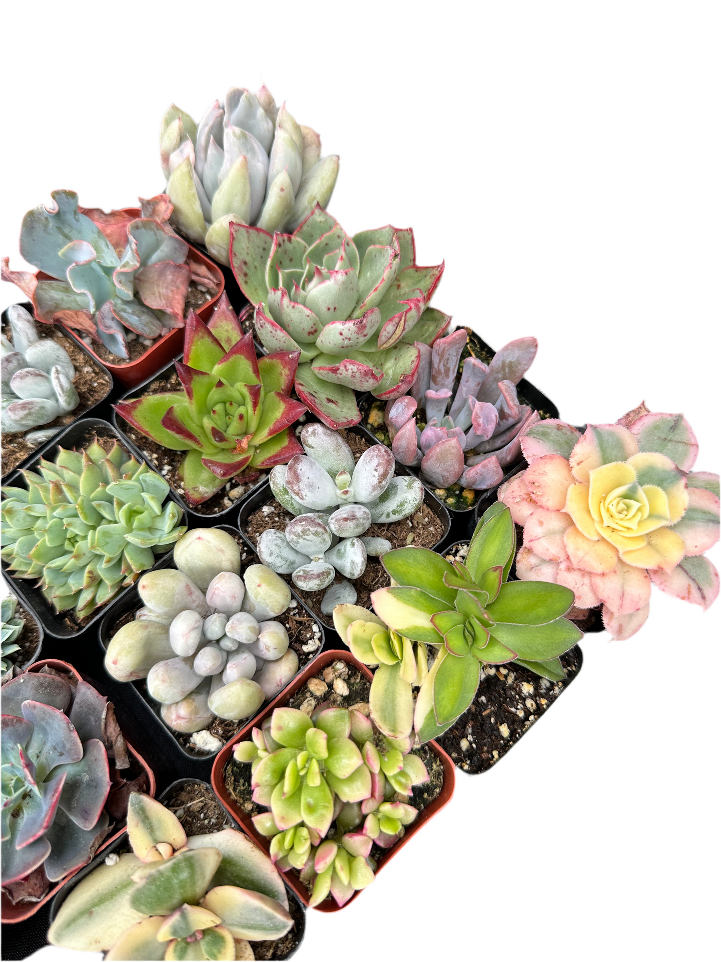 Half Flat Special - 32 succulents in 2” pots