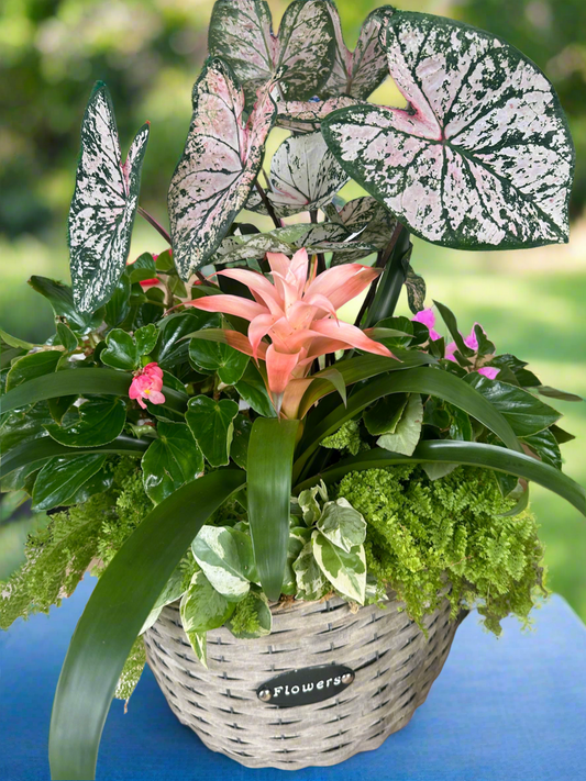 Whicker basket set of shade loving live plants