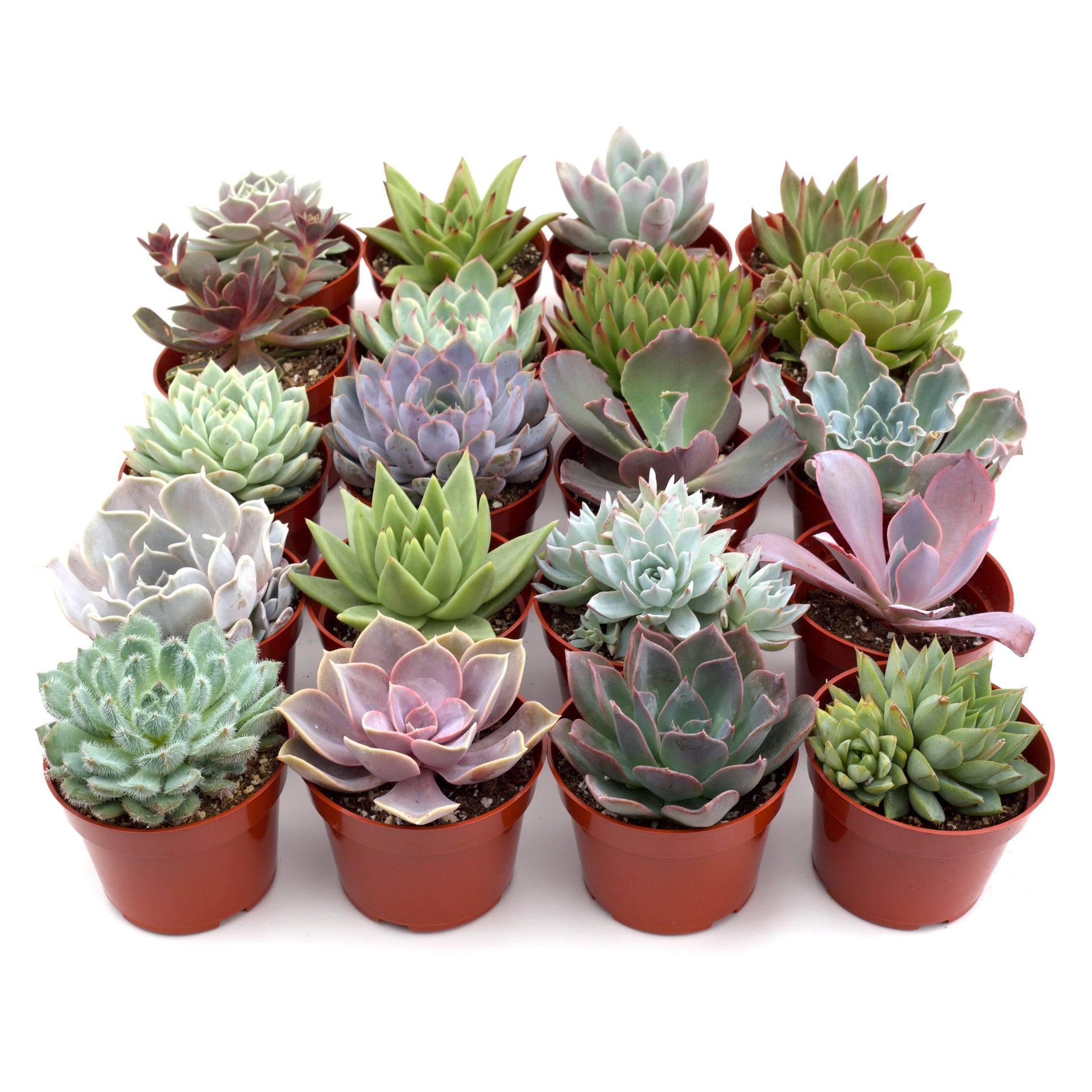 order succulents Rosette Succulent 4in Variety Pack | Plants and Roses Inc. 4 Pack