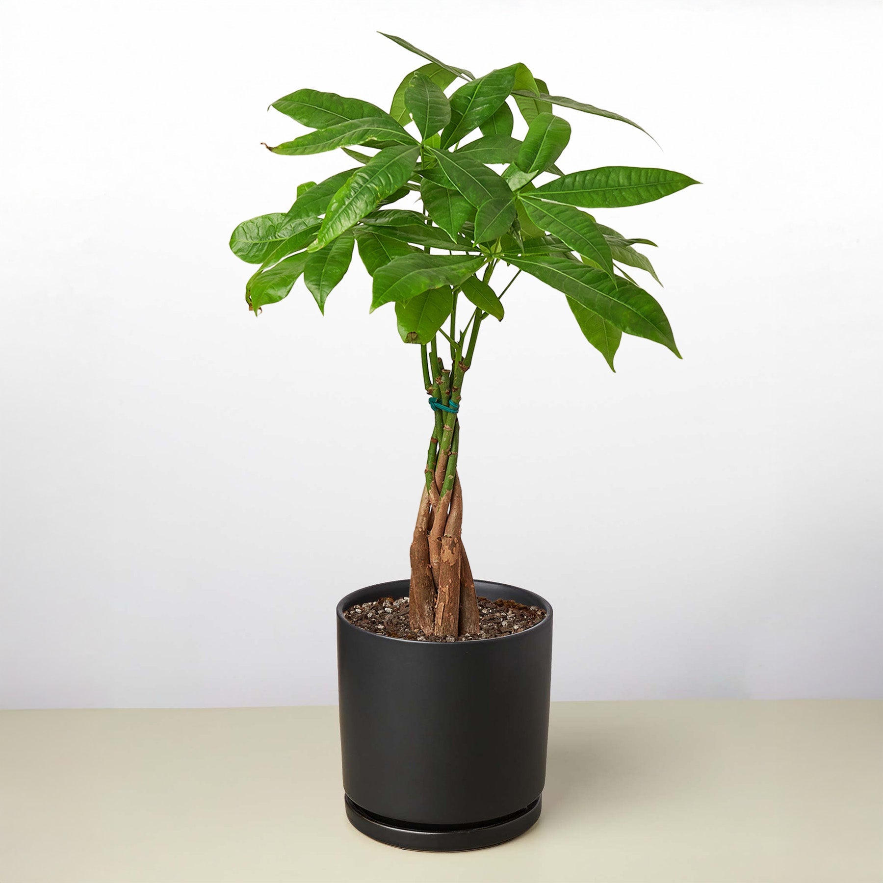 the money tree of georgia Money Tree 'Guiana Chestnut' Pachira Braid