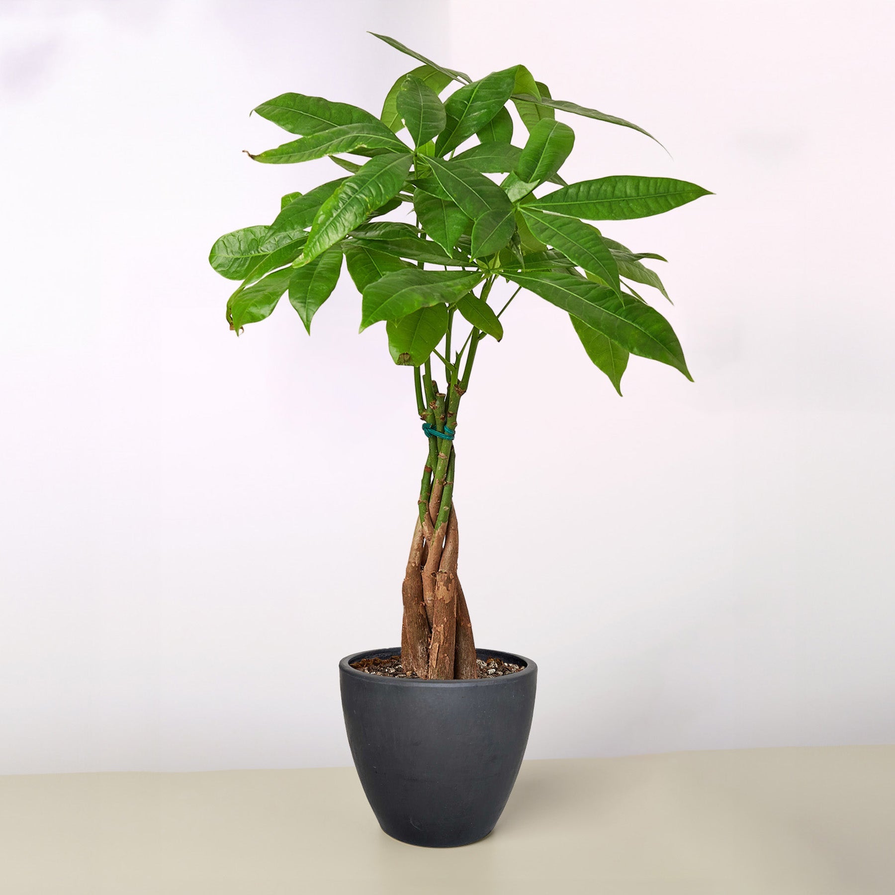 google money tree Money Tree 'Guiana Chestnut' Pachira Braid