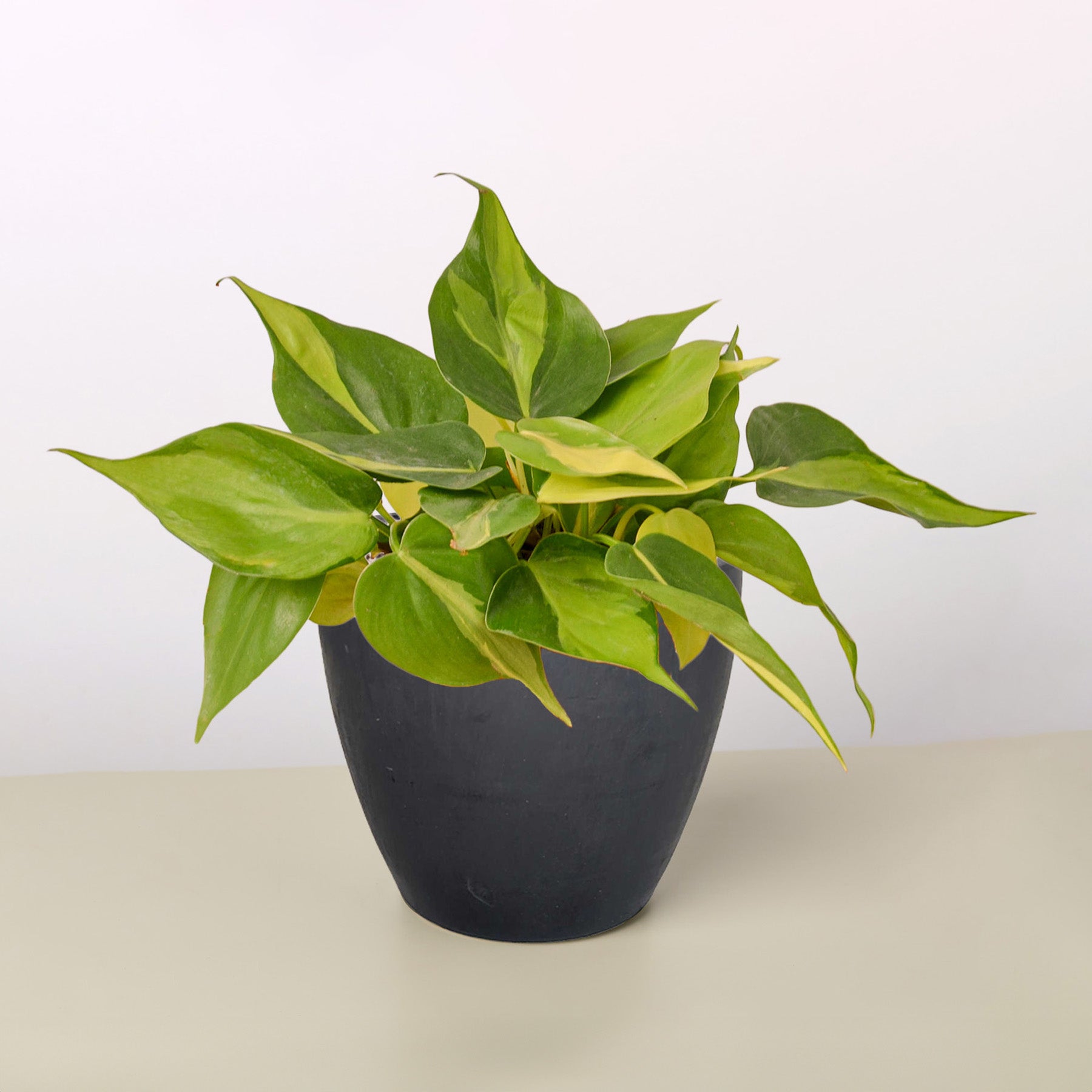 philodendron brazil medium Philodendron 'Brasil' 6" Pot / Nursery Pot