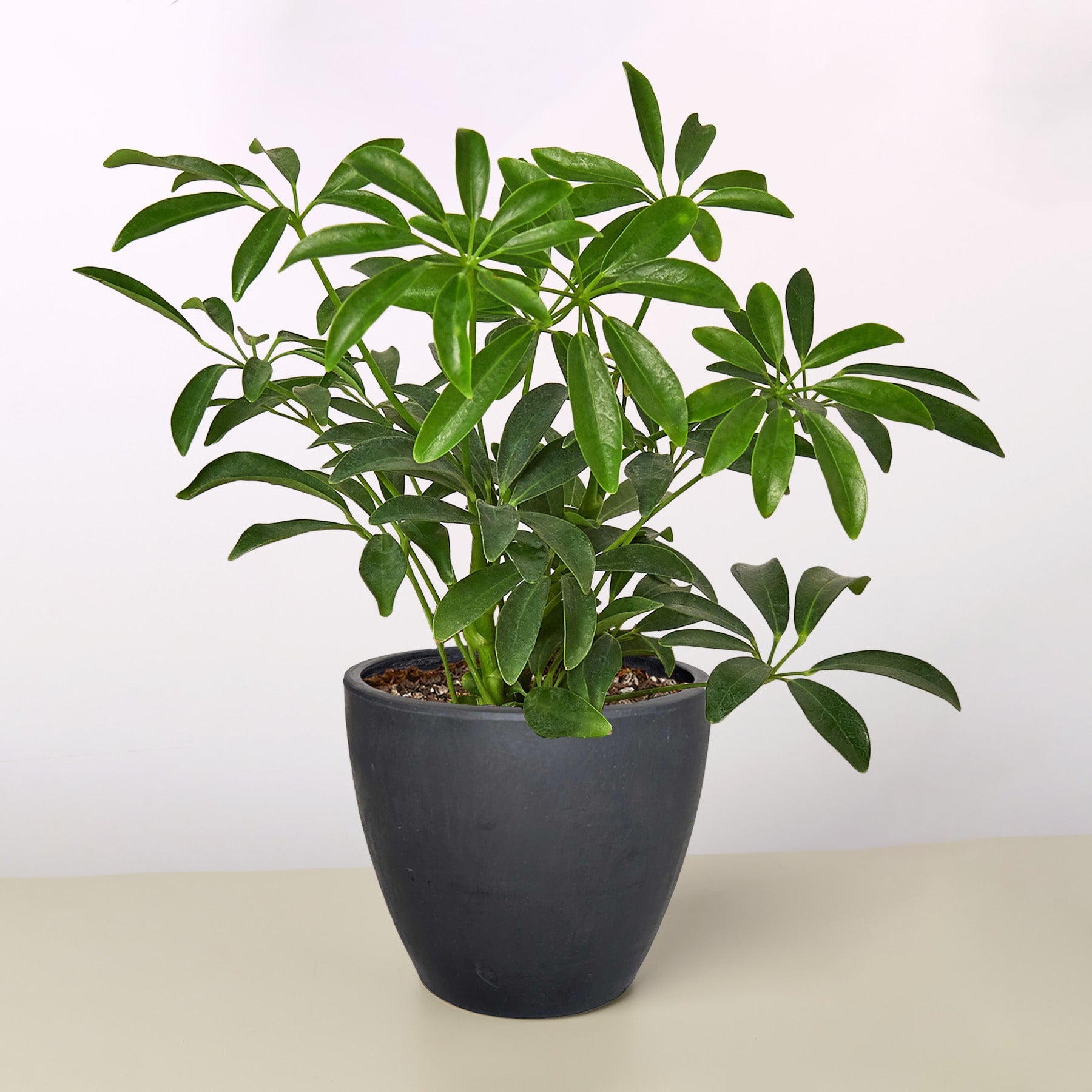 buy schefflera arboricola Schefflera ‘Umbrella’ – Dwarf Indoor Tree with Air-Purifying Foliage 4" Pot / Black Eco Pot