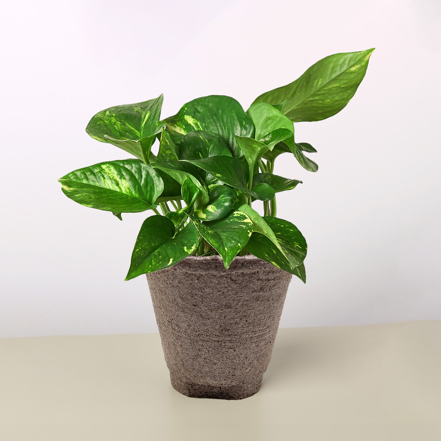 golden pothos price Pothos Golden (Epipremnum aureum) 6 inch