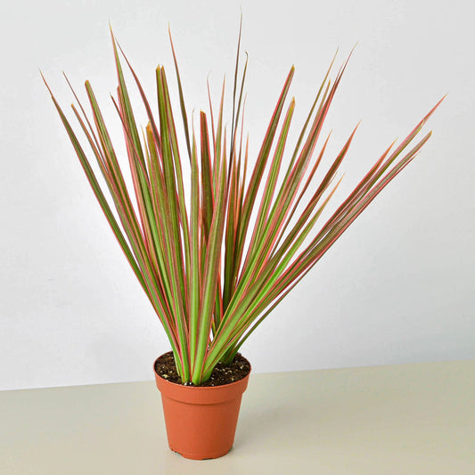 Dracaena 'Colorama'