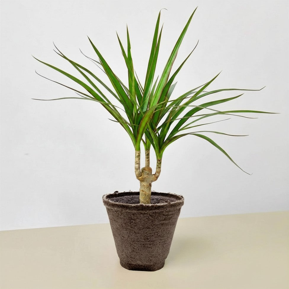 Dracaena 'Marginata Cane'