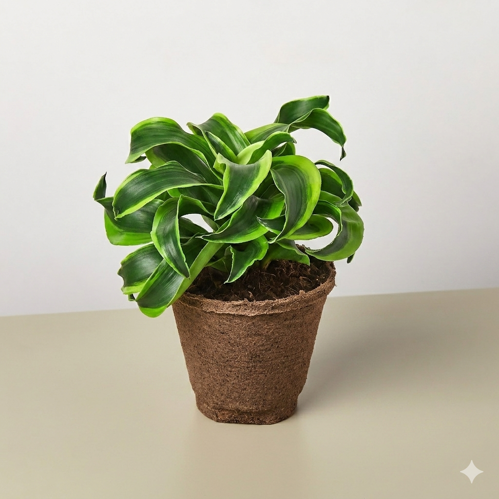 Dracaena 'Tornado'