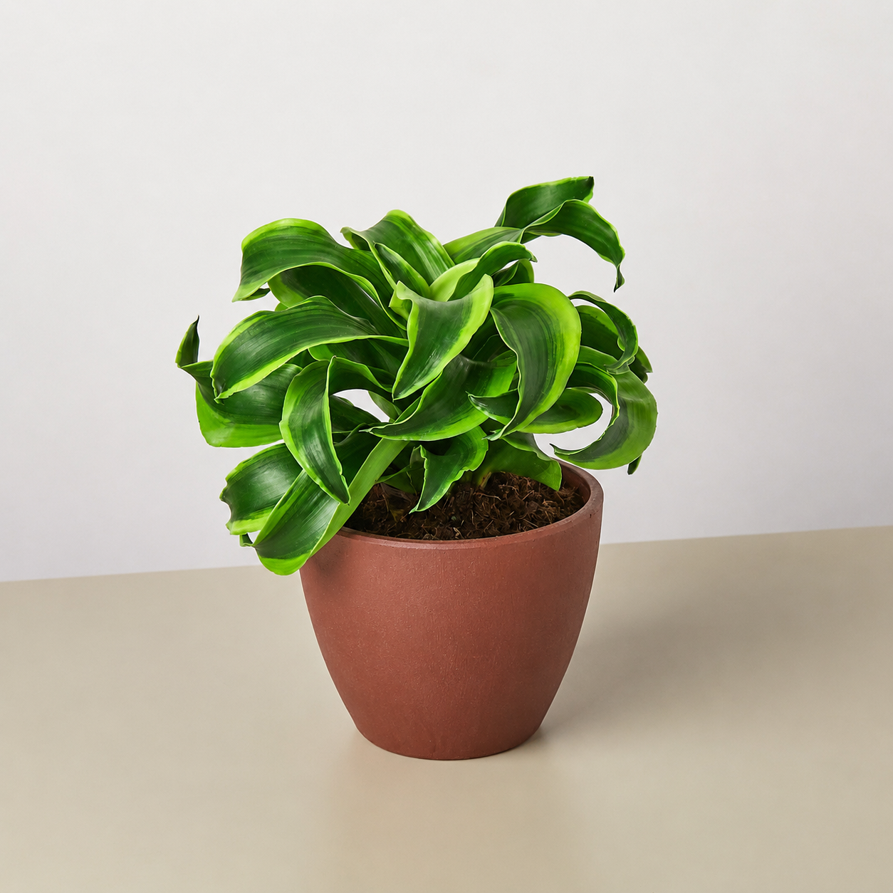 Dracaena 'Tornado'