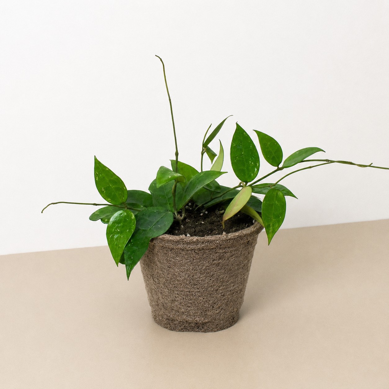 Hoya 'Black Margin'