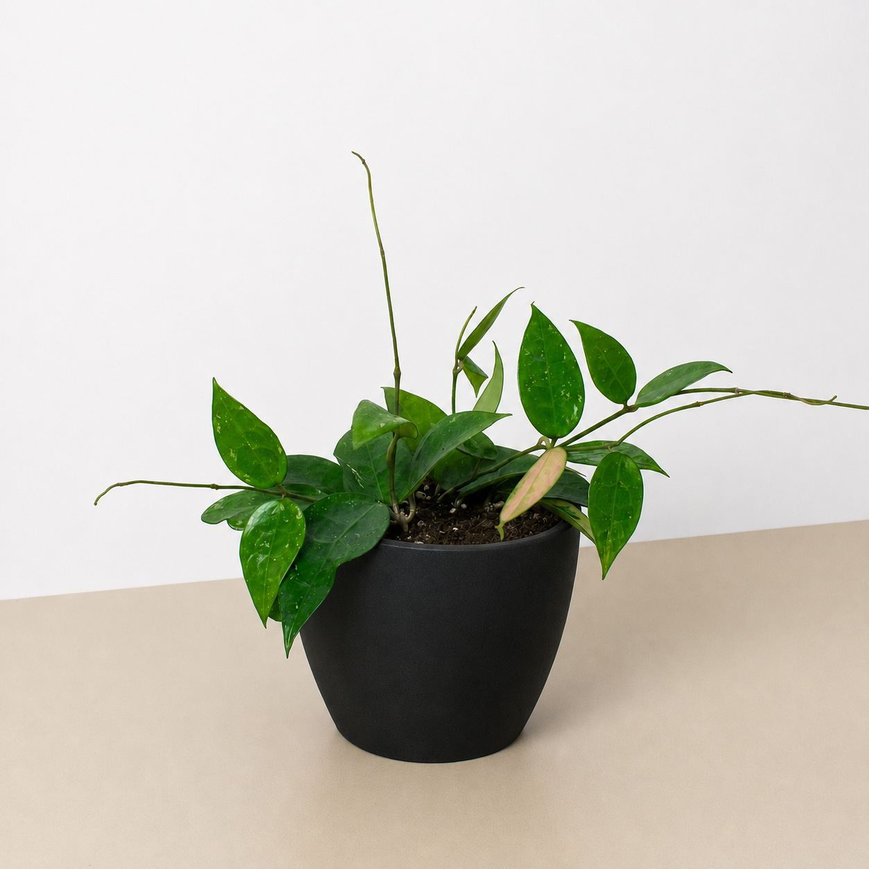 Hoya 'Black Margin'