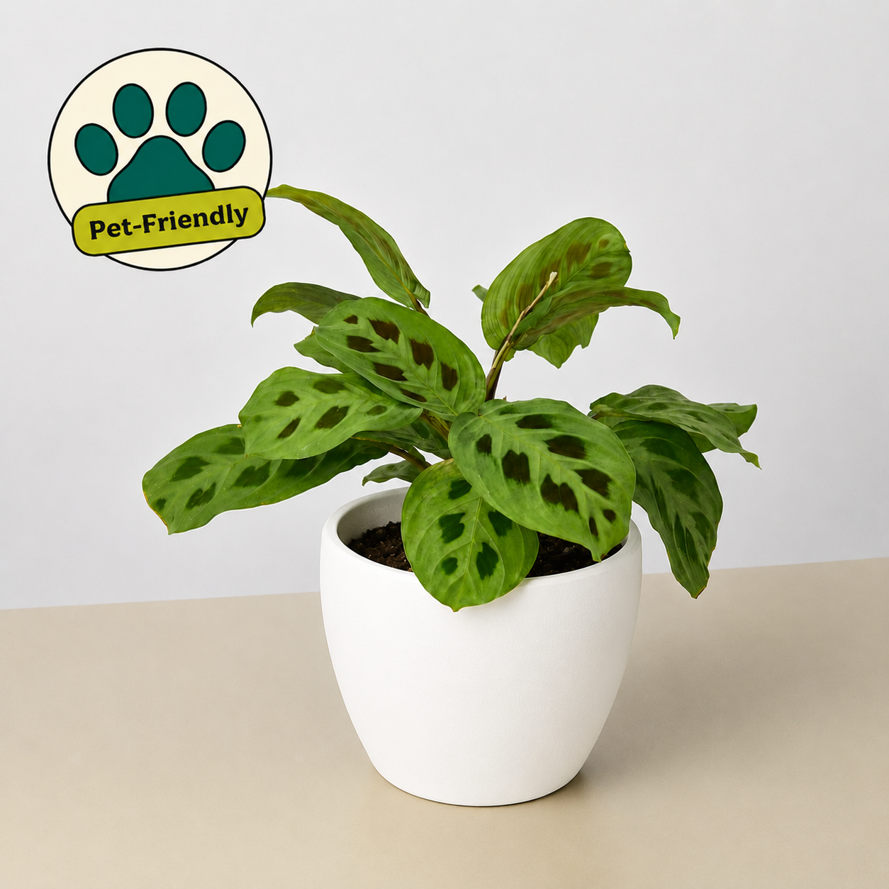 Maranta Leuconeura