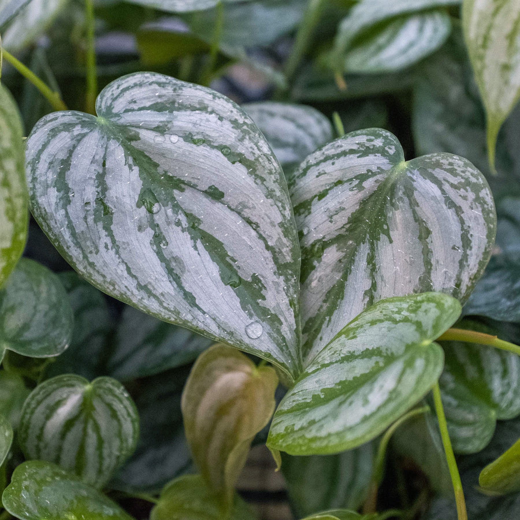 brandiatum philodendron Philodendron Brandi 4"