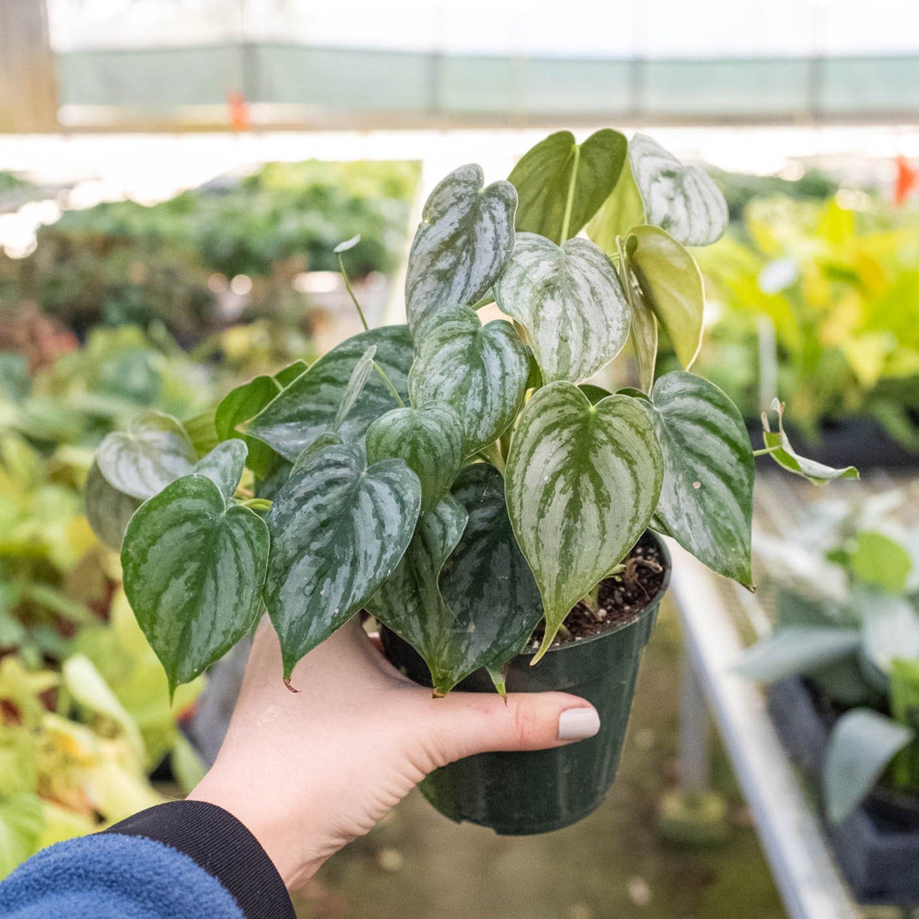 philodendron brandtianum price Philodendron Brandi 4"