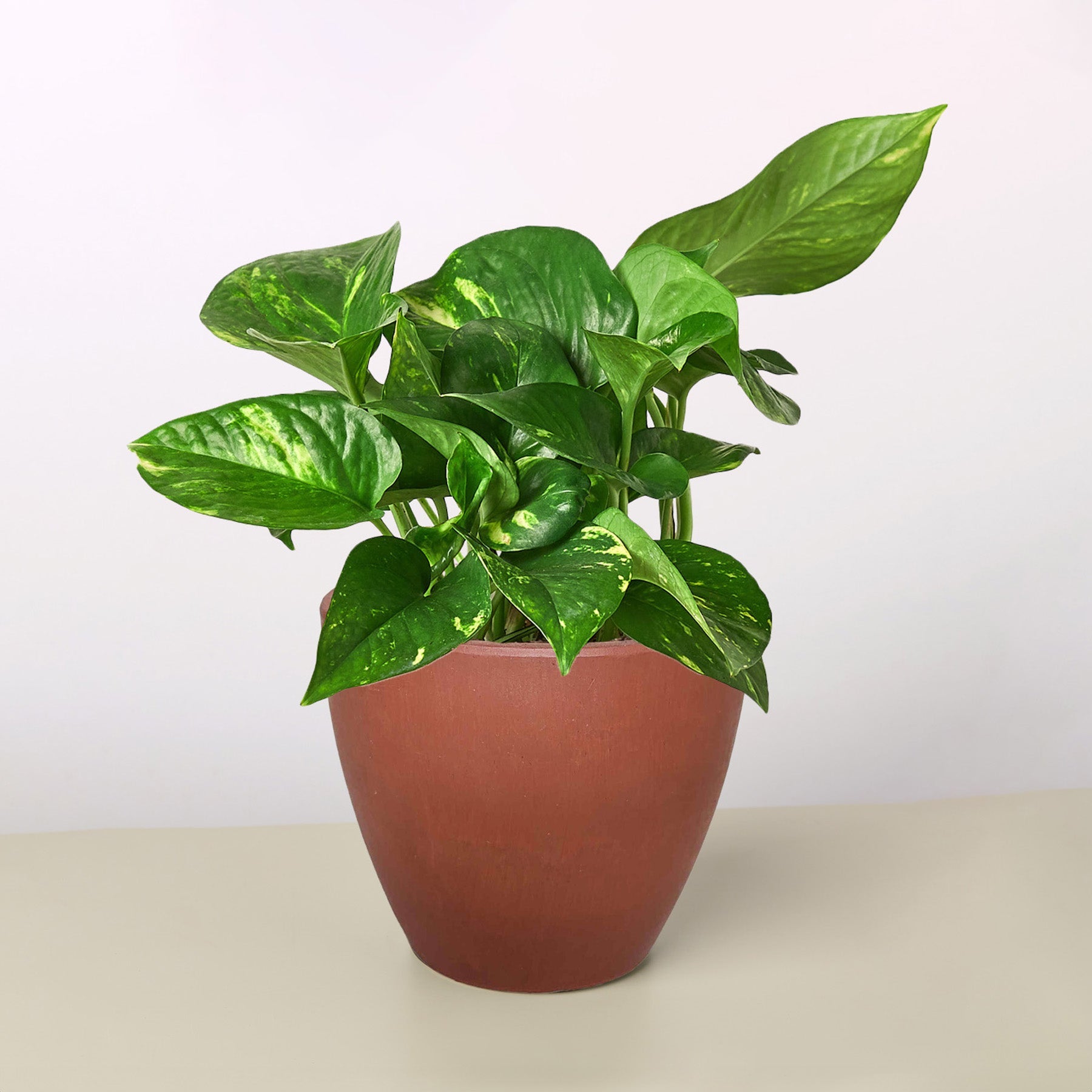 golden pothos plant pot size Pothos Golden (Epipremnum aureum) 6 inch