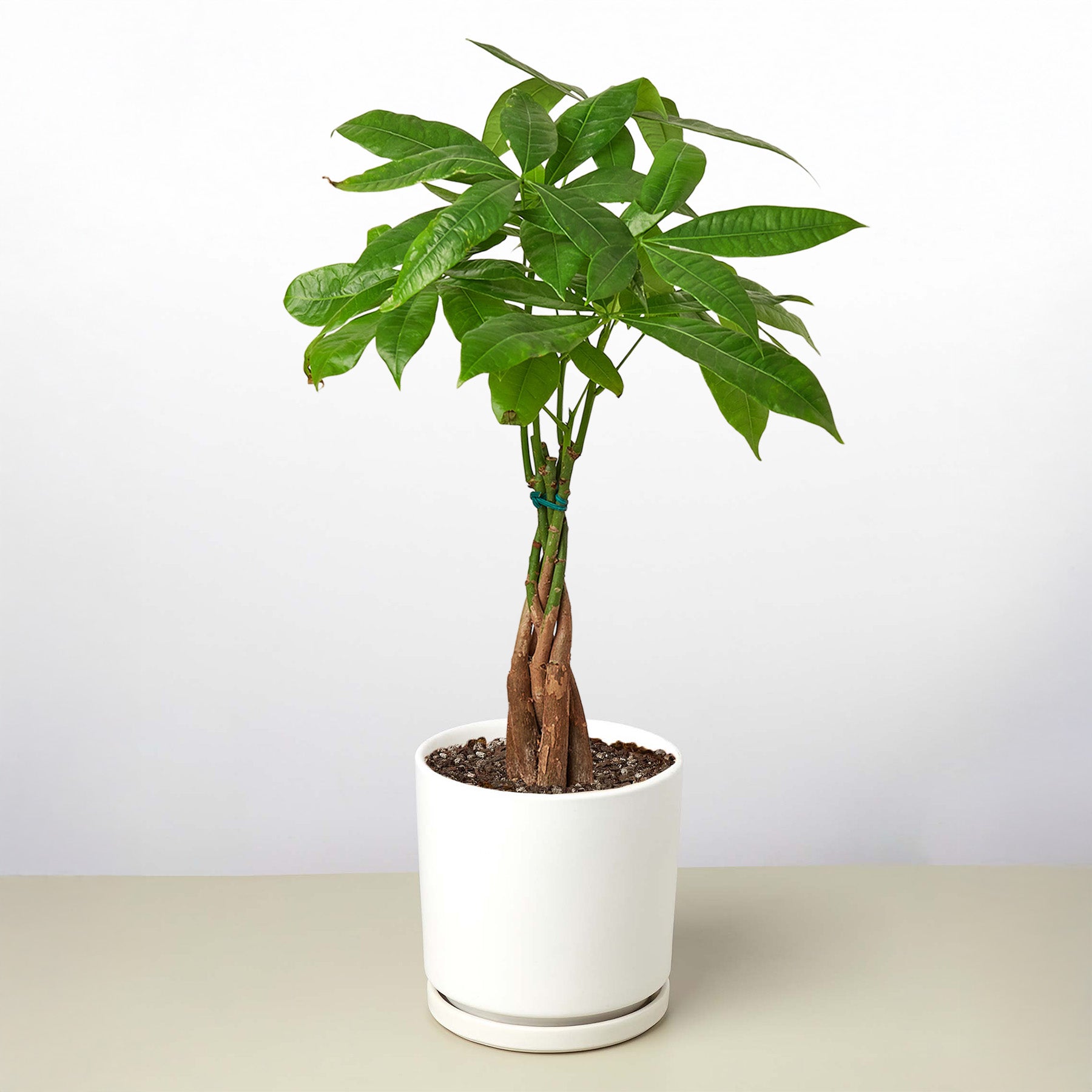 money tree in spanish Money Tree 'Guiana Chestnut' Pachira Braid