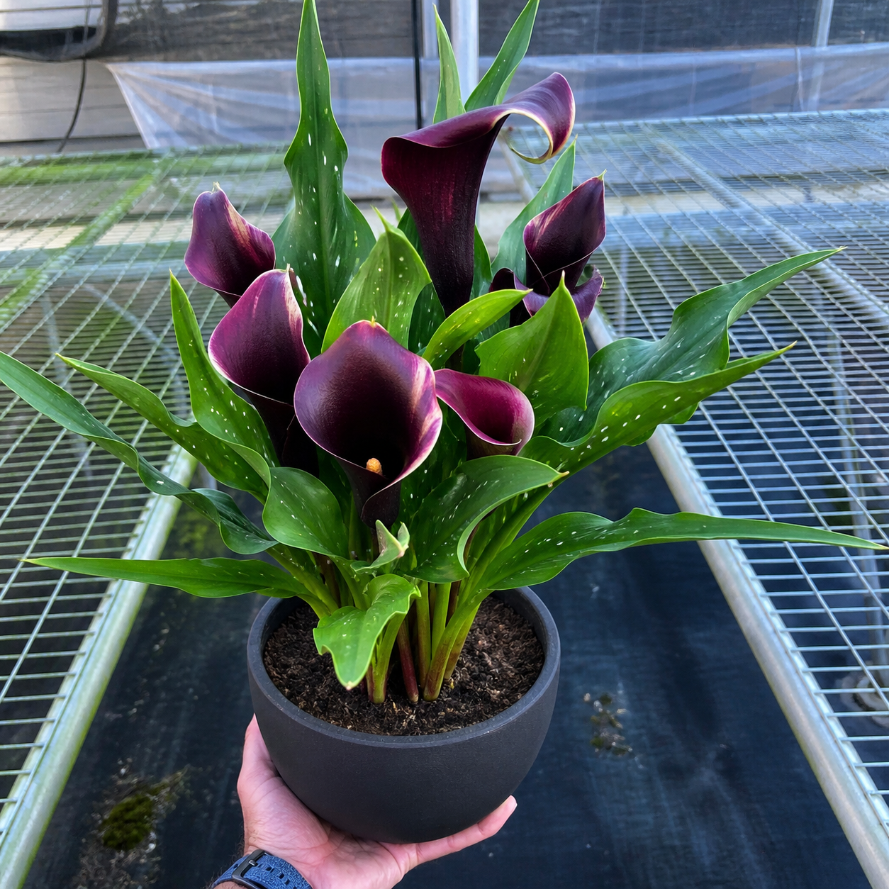 Calla Lily