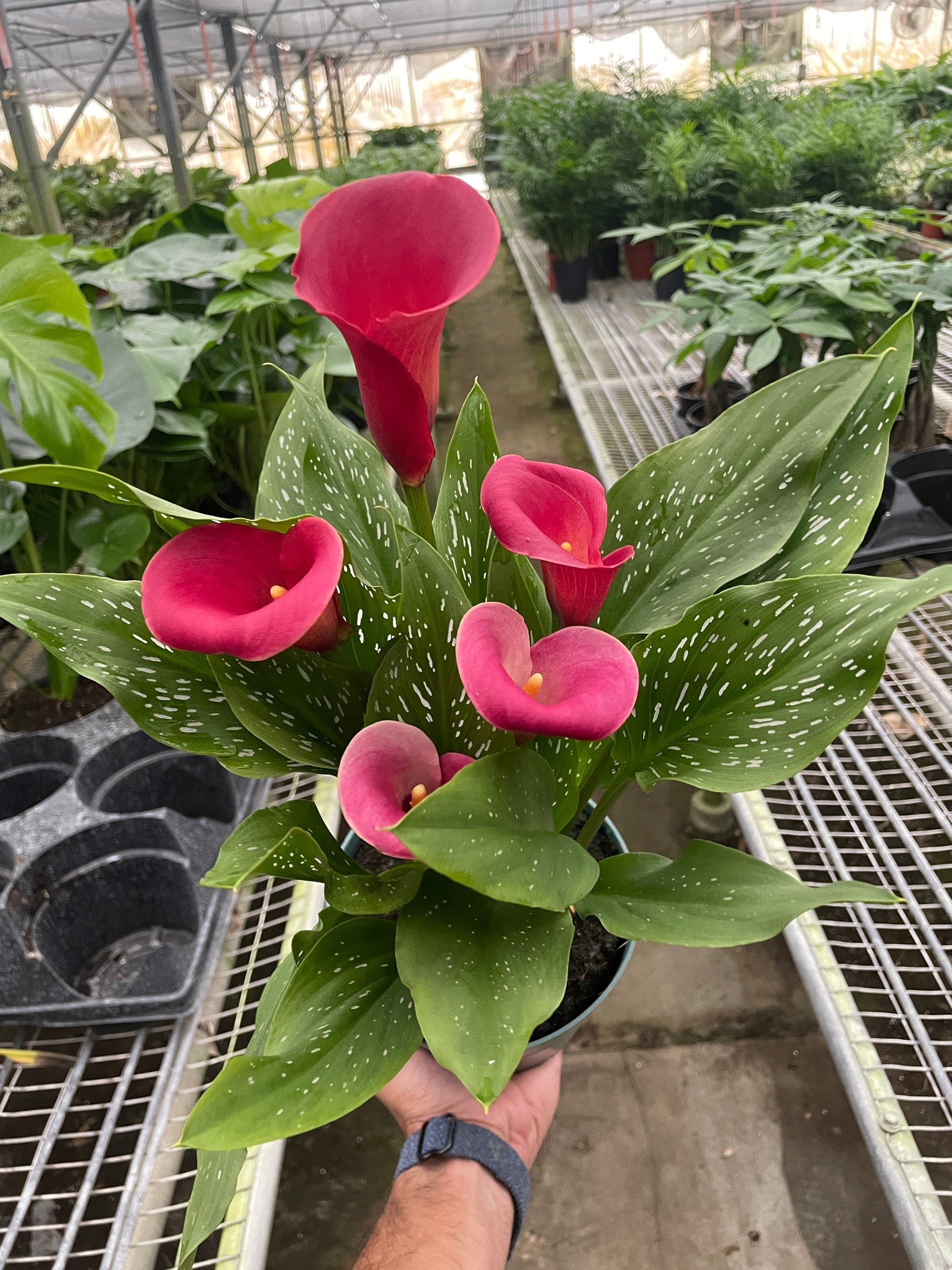 calla lily plant price Calla Lily 6" Pot / Pink / Eco Pot Terra Cotta