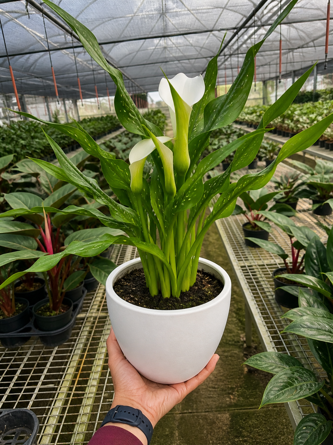 Calla Lily