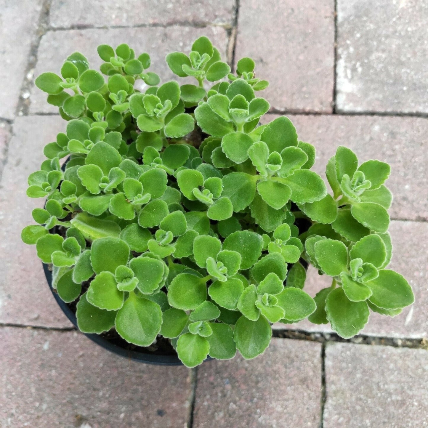 Plectranthus tomentosa - Vicks Plant
