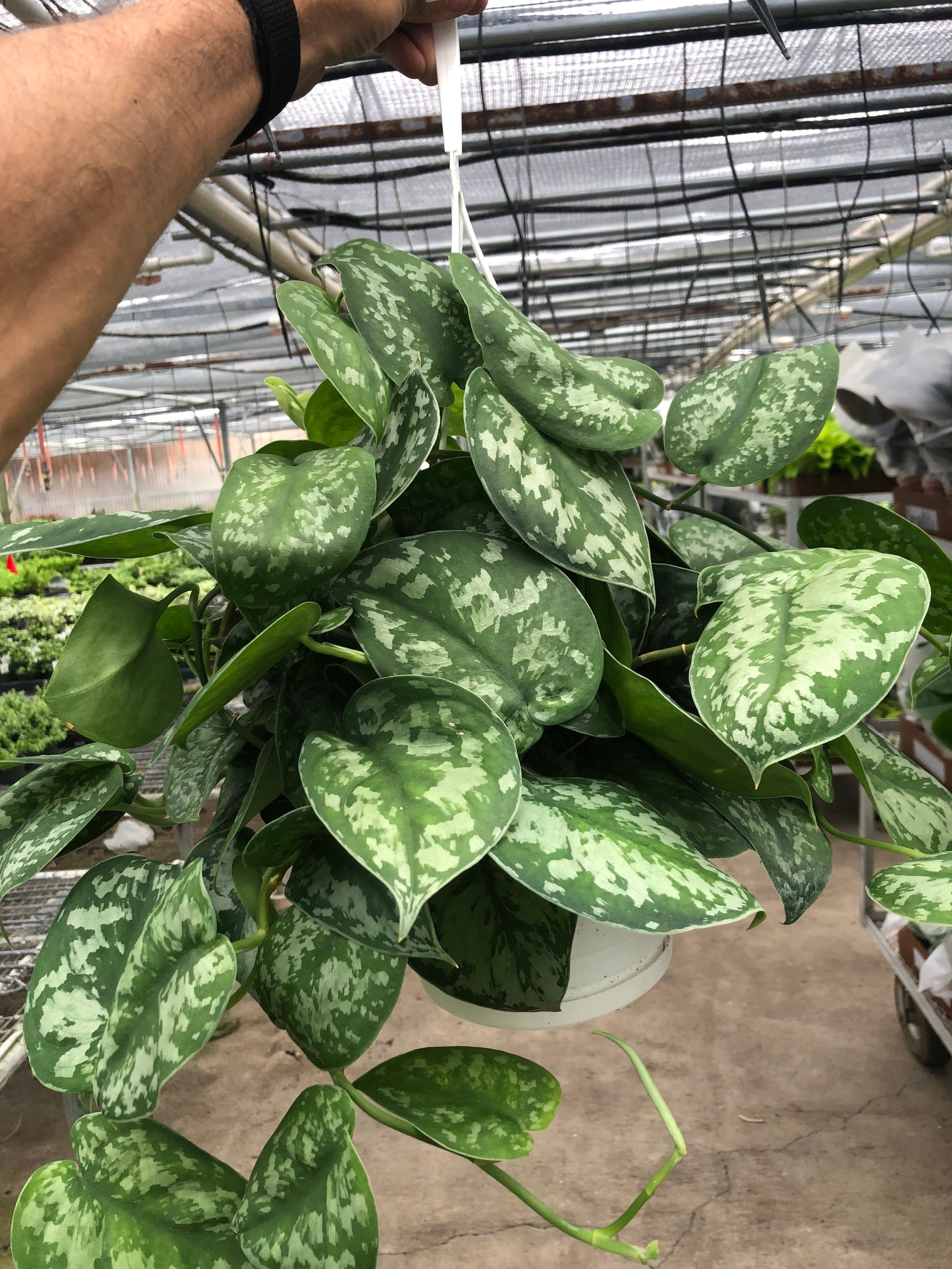 silver dollar pothos Pothos 'Silver Splash'