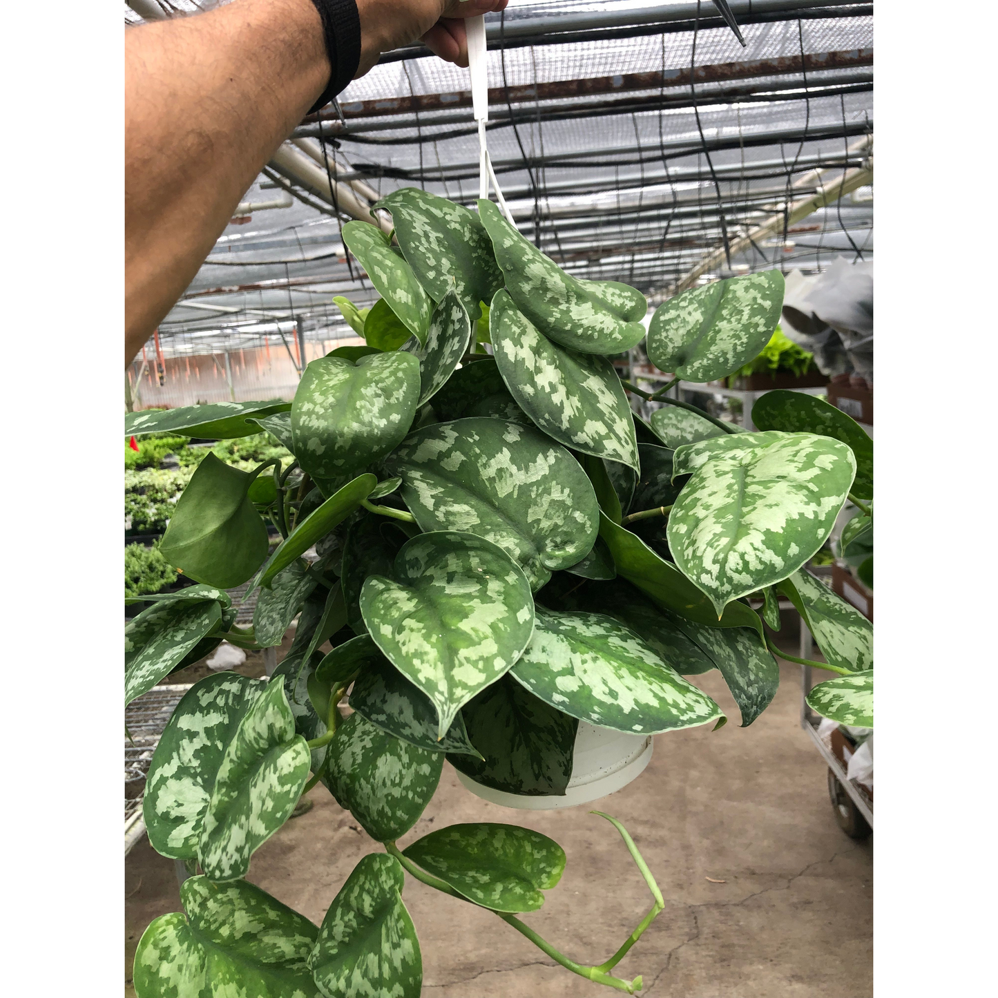 Pothos 'Silver Splash'