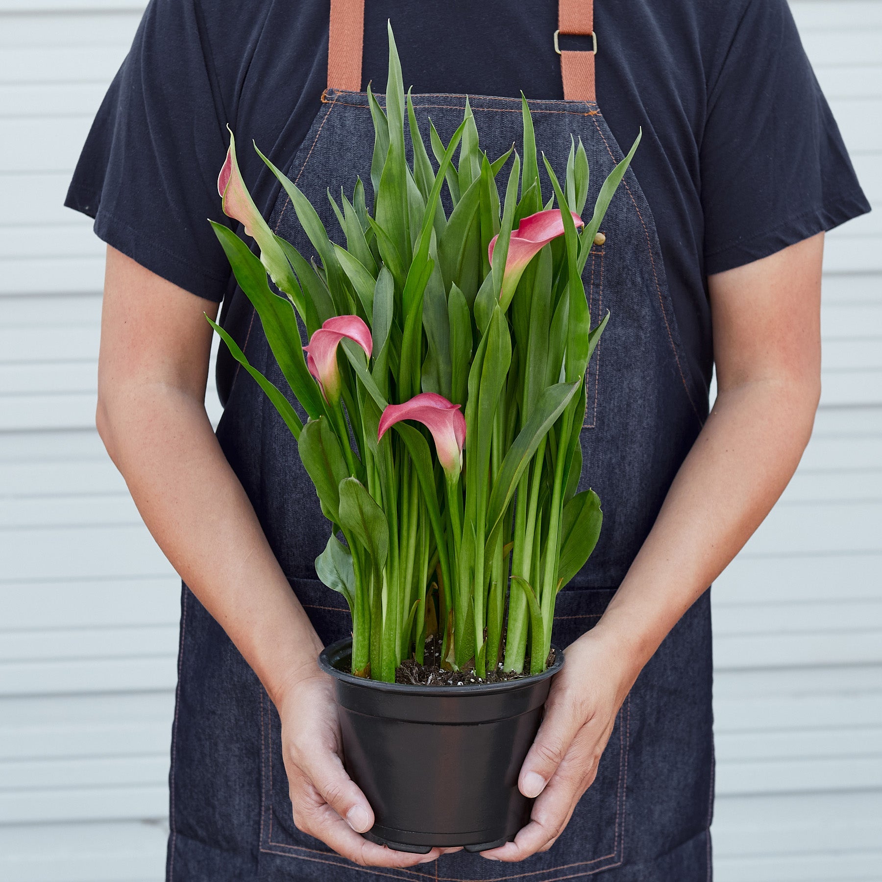 calla lily potted plant for sale Calla Lily 6" Pot / Pink / Eco Pot Terra Cotta