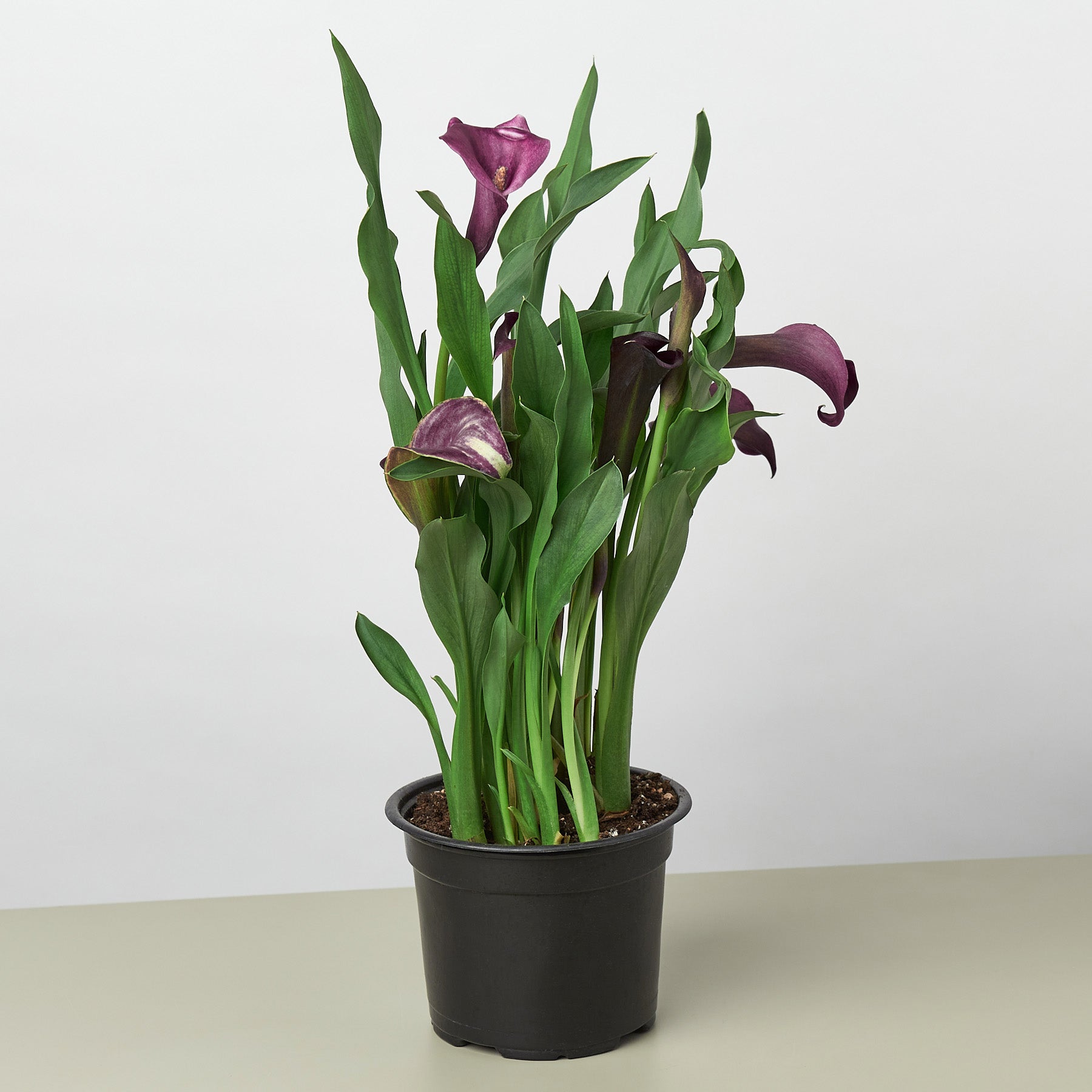 planting calla lilies in pots Calla Lily