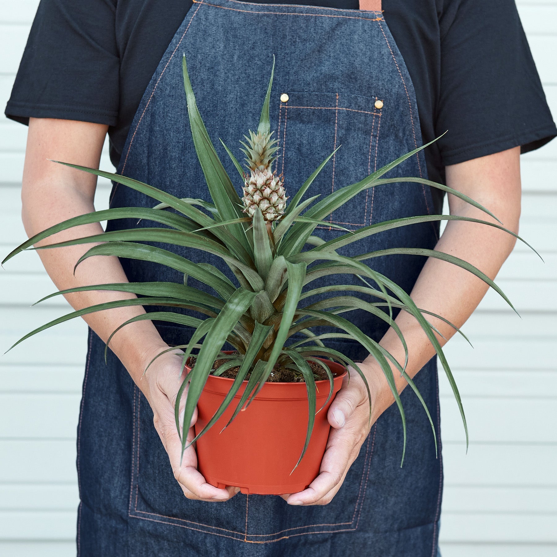pineapple plant bromeliad Bromeliad Yellow Pineapple