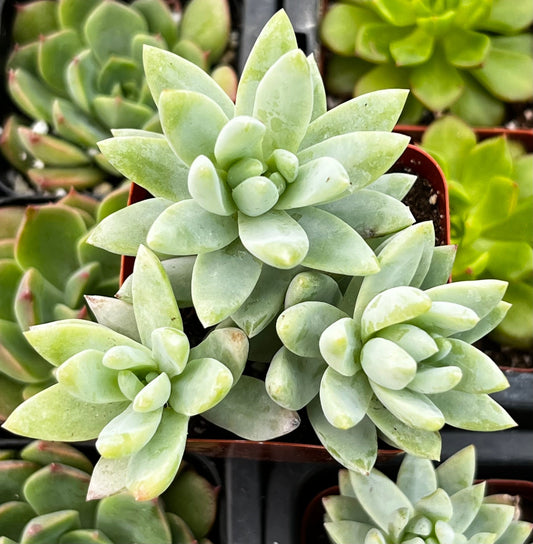 Sedeveria Blue Burrito