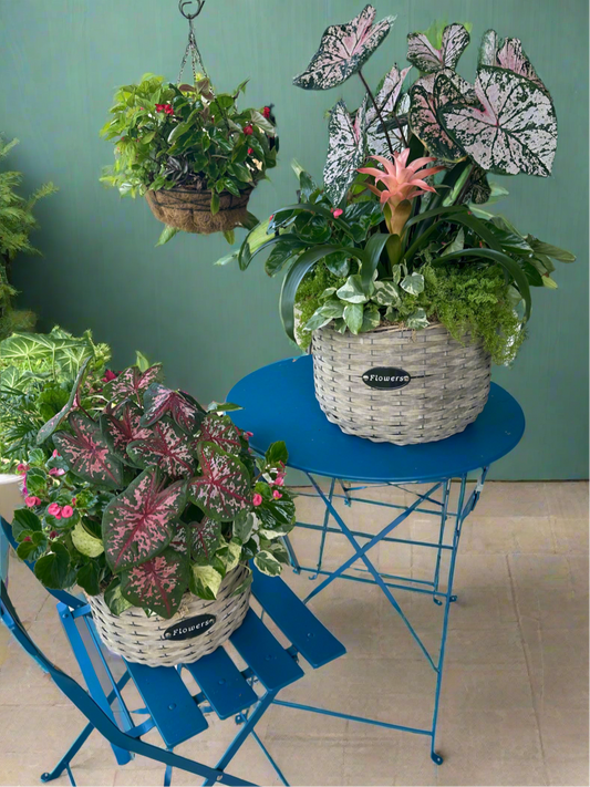 Whicker basket set of shade loving live plants