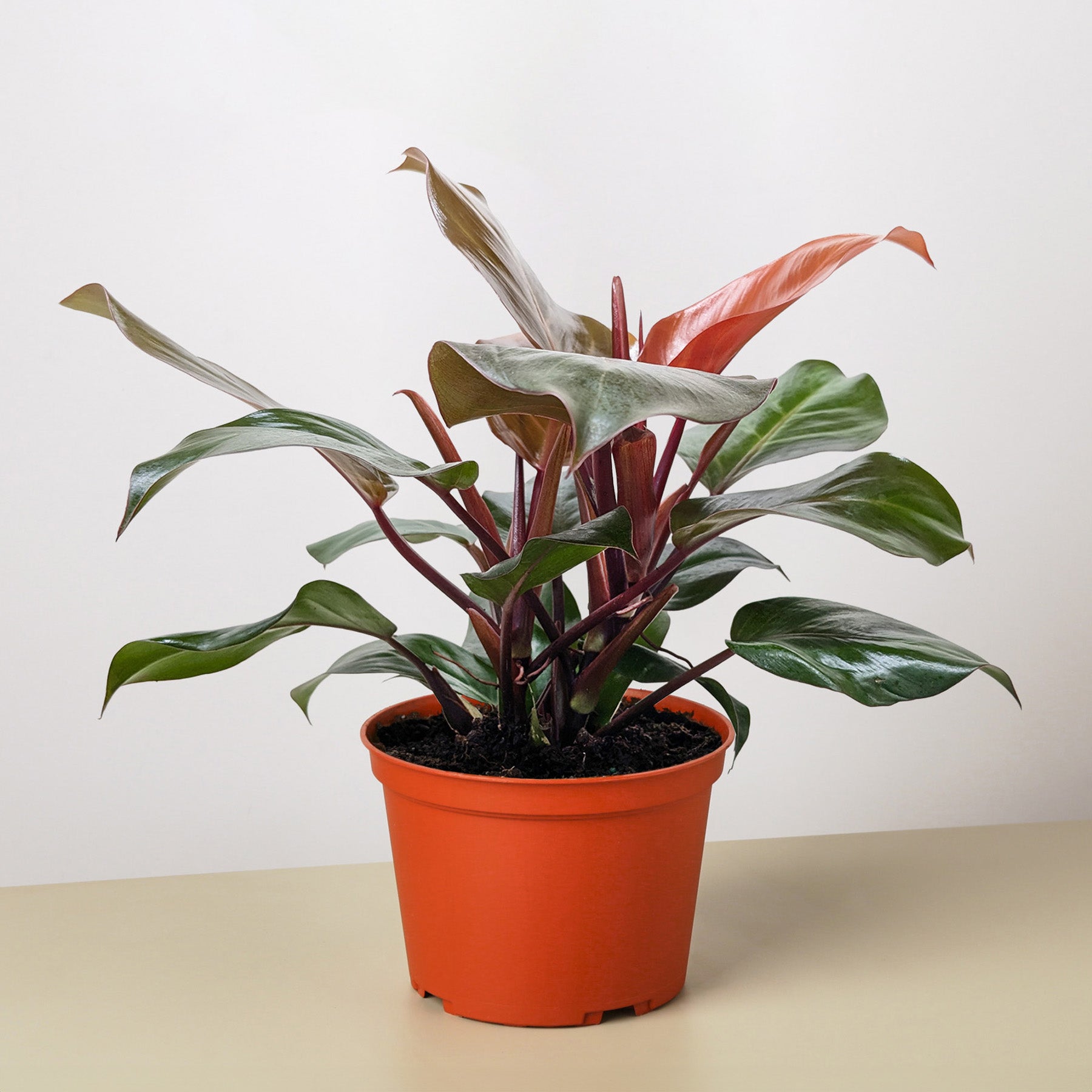 full sun philodendron Philodendron ‘Sun Red’ Live Plant