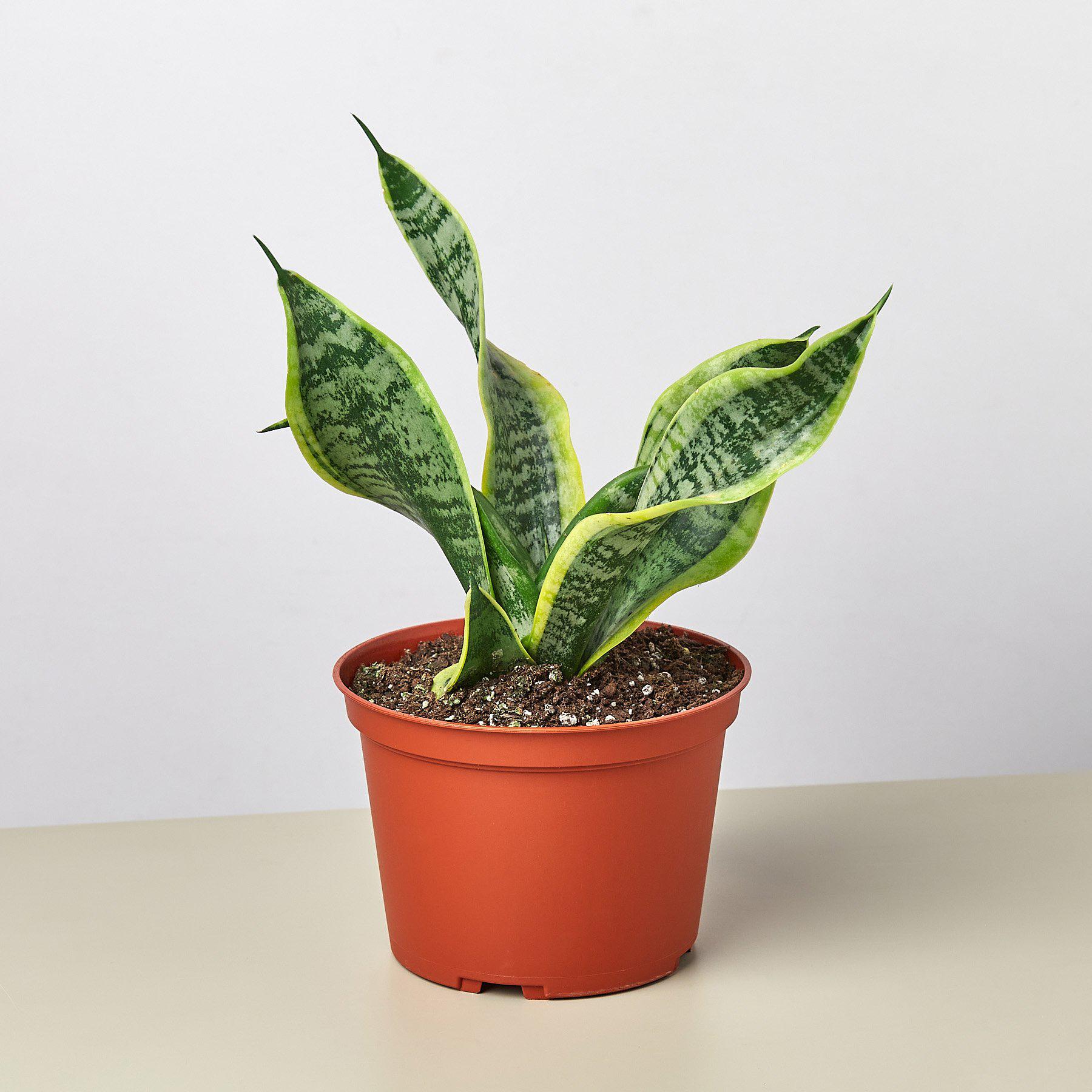 snake plant leaves twisting Snake Plant 'Twist'