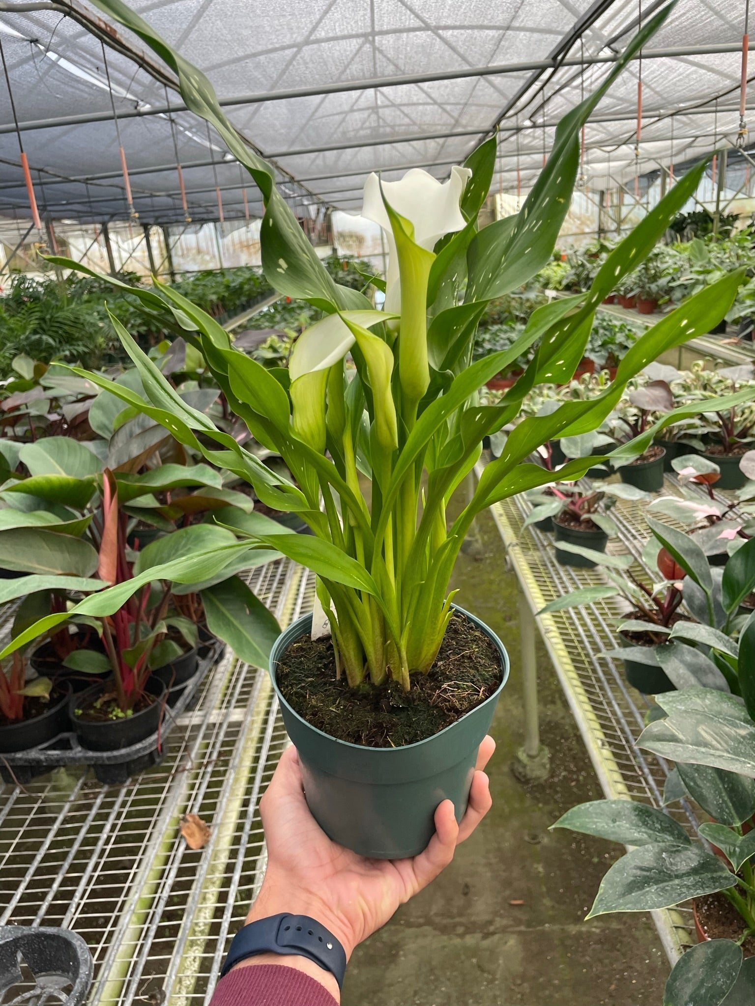 calla lily pot plant Calla Lily 6" Pot / Pink / Eco Pot Terra Cotta