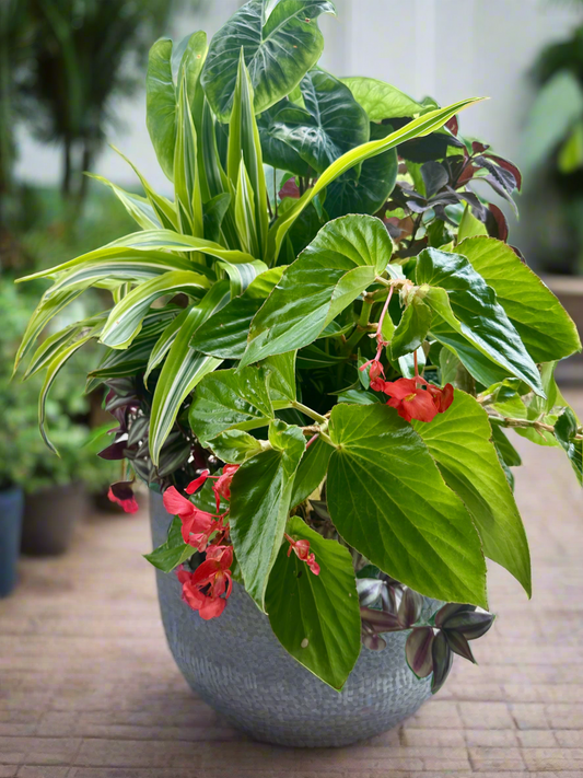 A 14” diameter Fiber Drop-In Pot planted with live lush tropical foliage