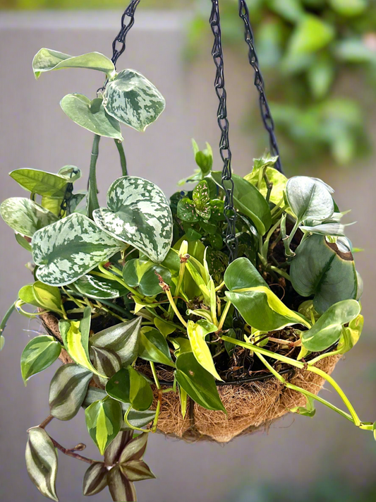 12 inch coco hanging baskets planted with live rare vining plant material.