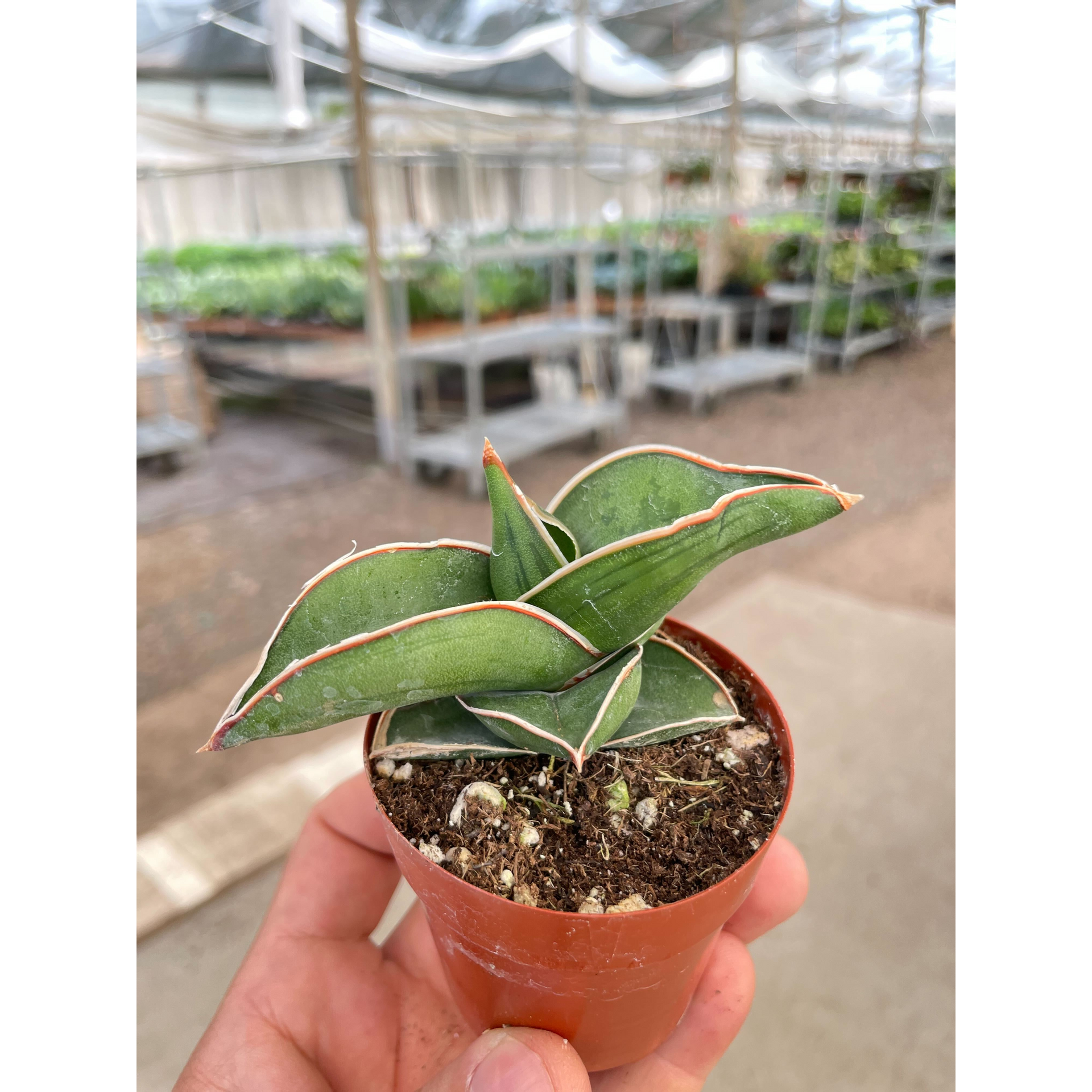 sword sansevieria Sansevieria Samurai