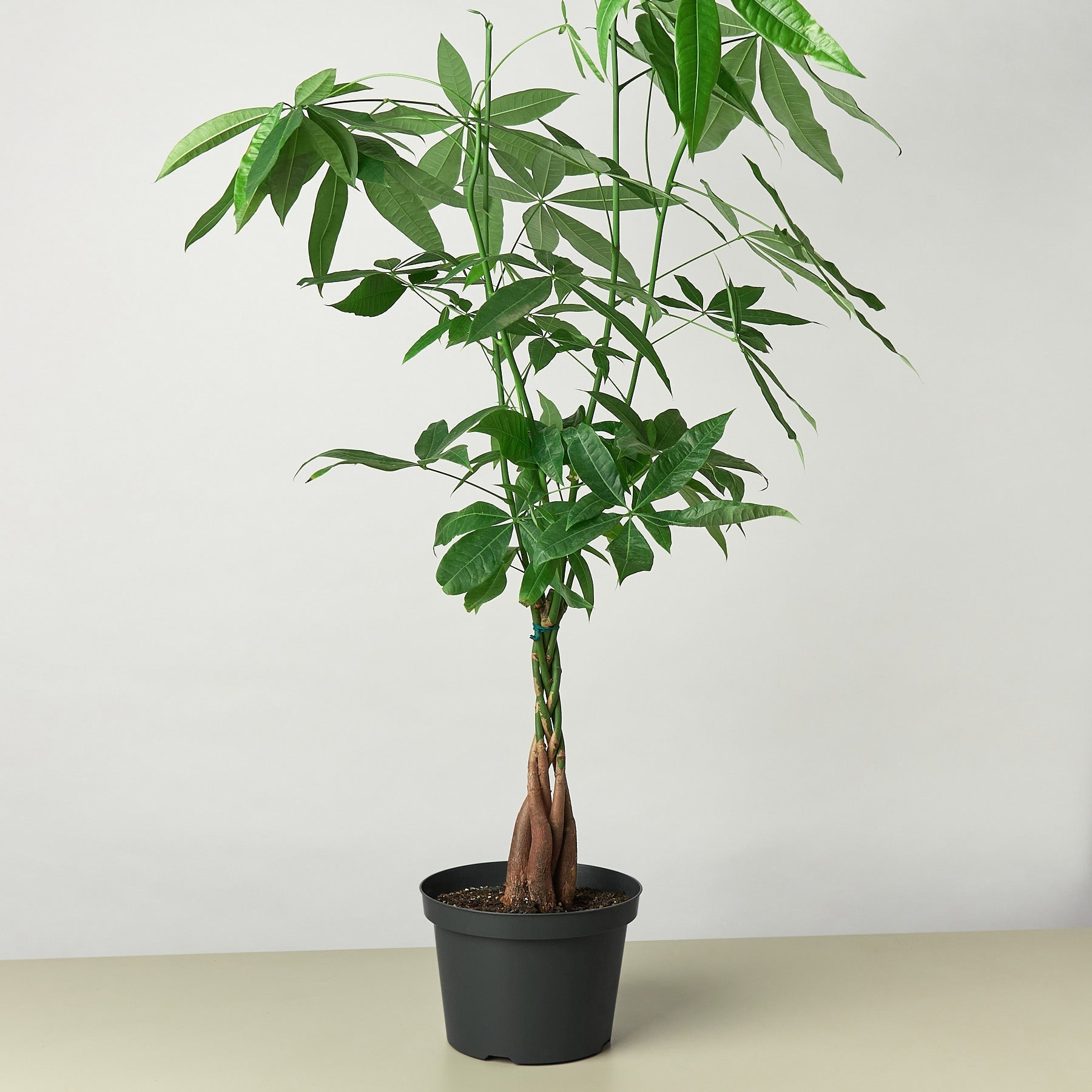 money tree coeur d'alene Money Tree 'Guiana Chestnut' Pachira Braid