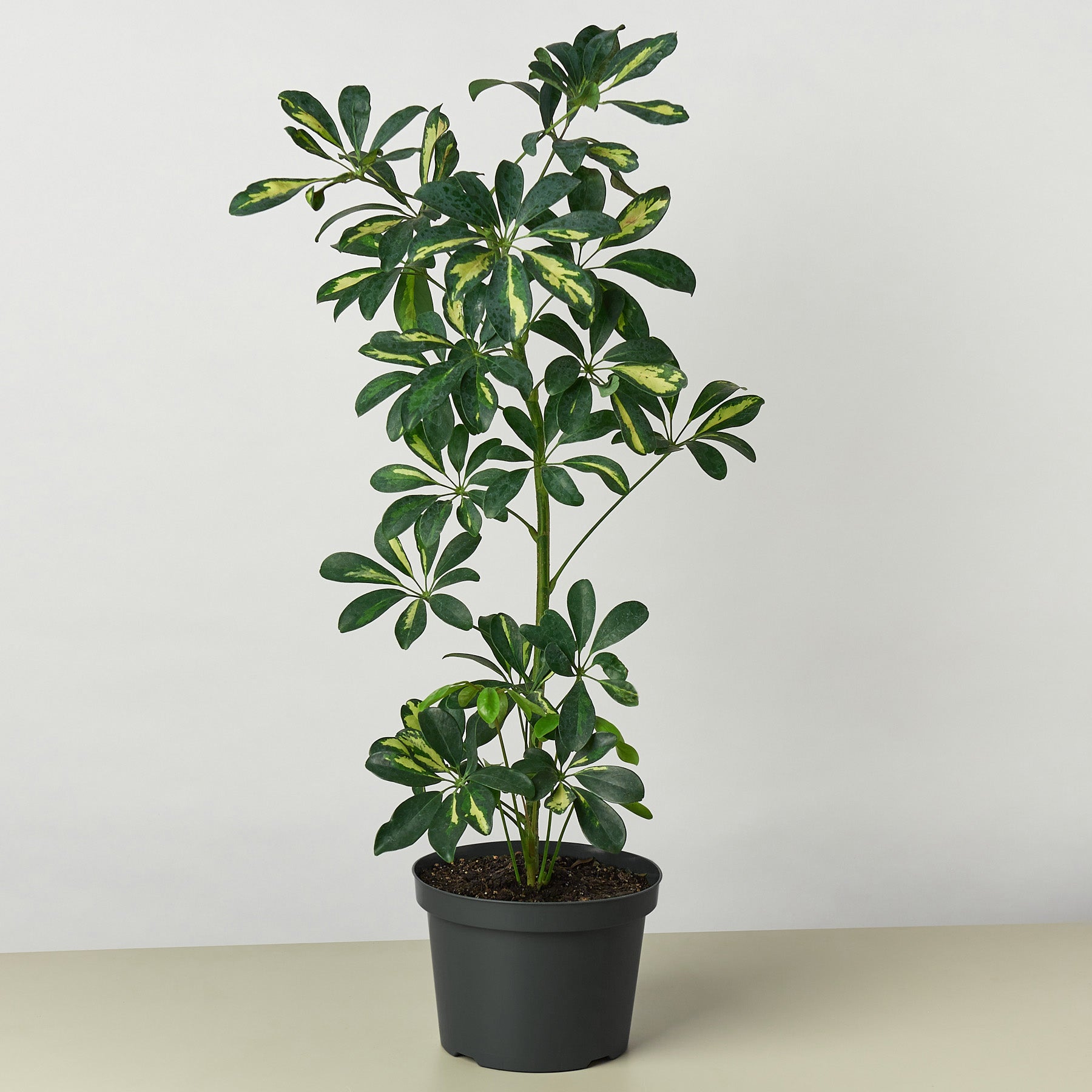 Schefflera 'Variegated' 4