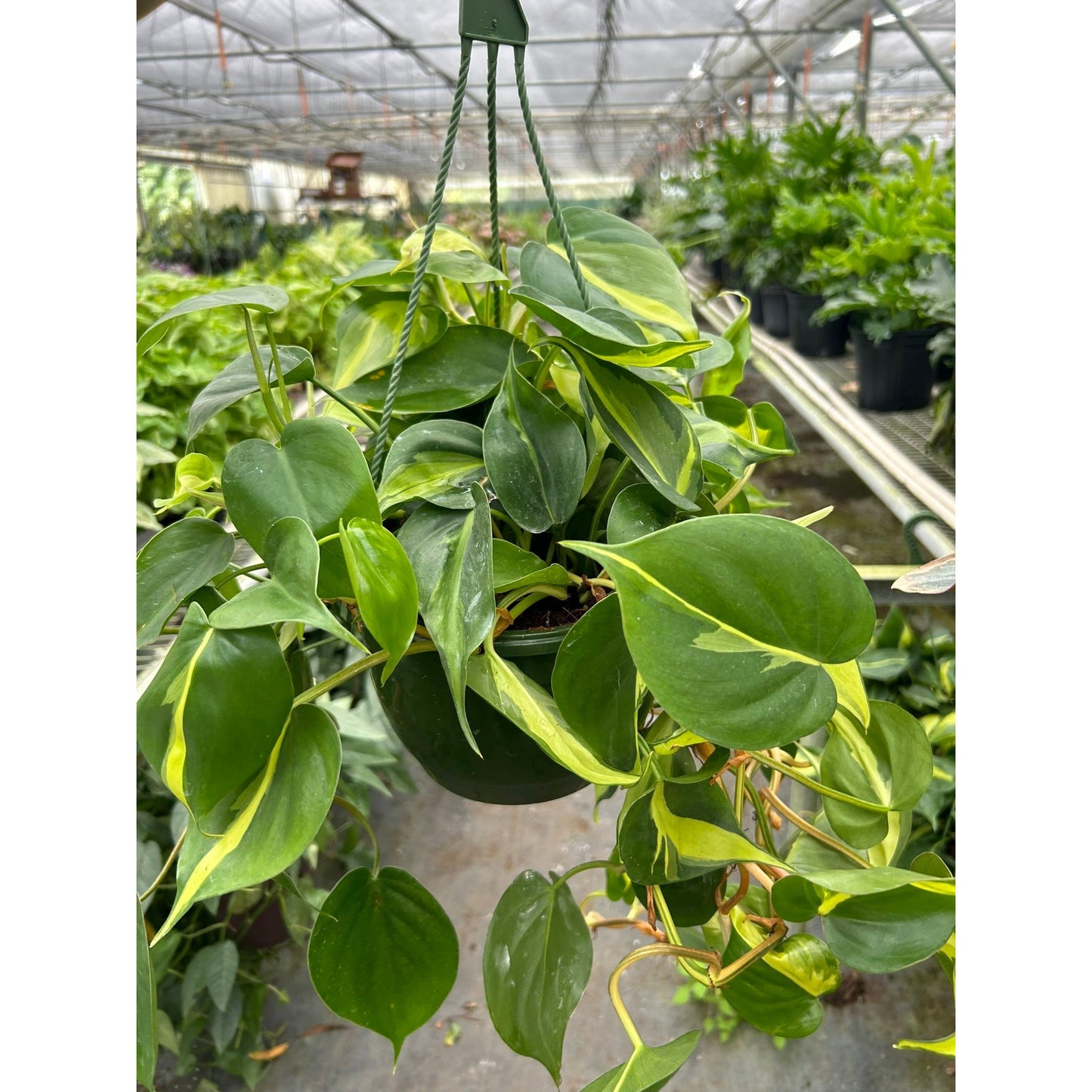 Philodendron 'Brasil'